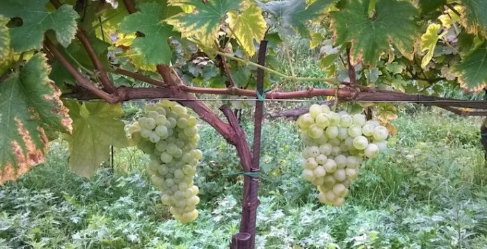viticultura_erbamat