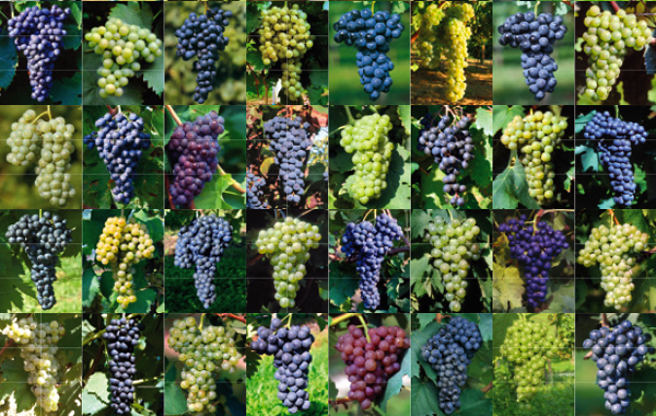 La Top Ten (e qualcosa in più) dei vitigni più coltivati in Italia tra sorprese e conferme